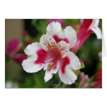 Cartes pour notes de fleur de ressort
