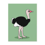 Cartoon Ostrich Post Card