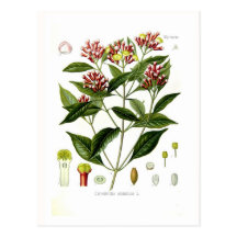 Caryophyllus aromaticus (Clove) Post Cards