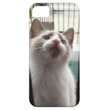 cas de l'iPhone 5 avec le chaton dans la cage Coque iPhone 5