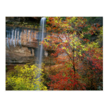 Cascade, Acer d'érable de bigtooth Cartes Postales