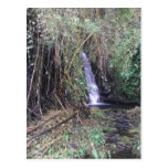 Cascade sur la traînée d'automnes d'Akaka Carte Postale
