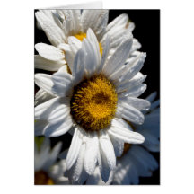 Cascading Daisy Card