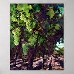 Cascading Grapes