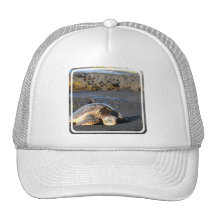 Casquette de baseball de tortue de mer
