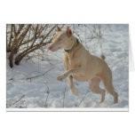 Cassidee Bounding thru the snow Card