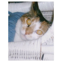 Cassie-Calico Cat Letterhead Template