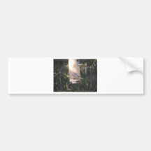 Cassin's Finch at a Bird Feeder Bumper Stickers