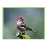Cassin's Finch Postcard