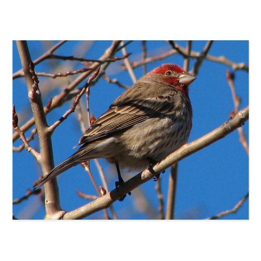 Cassin's Finch Postcard