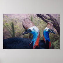 Cassowaries in the Rainforest Posters