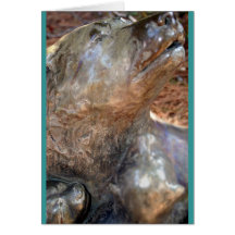 Castaways Cards