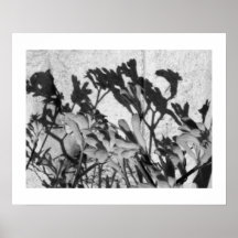Casting Shadows: Kangaroo Paw Print