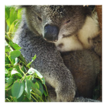 Casual Koala  Invitations
