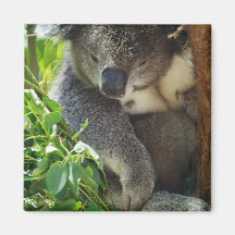 Casual Koala Magnet