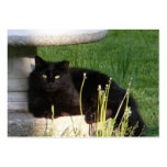 Cat 120 ~ ATC Business Card