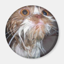 Cat After a Bath Magnet