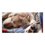 cat and dog card custom photo card