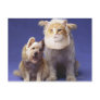 Cat and dog with masks post cards