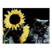 Cat and Sunflower Postcard