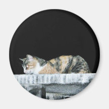 Cat At Night Refrigerator Magnets