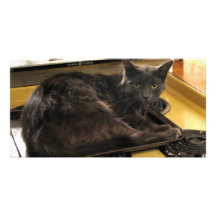Cat Baked Personalized Photo Card