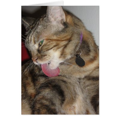 Cat Bath Greeting Cards by DonnaGrayson
