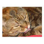 cat bath post card