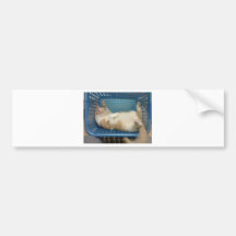 Cat Bumper Stickers