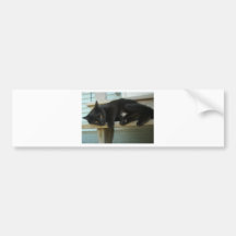Cat Bumper Stickers