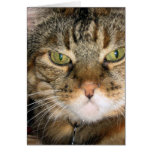 Cat Cards