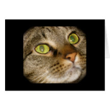 Cat card
