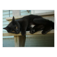 Cat Cards
