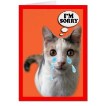 Cat Cards,I'm Sorry