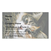 Cat Closeup Business Card
