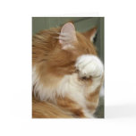 Cat Covering Eyes Greeting Card
