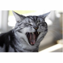 CAT CRAZY CUT OUTS