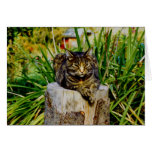 CAT D'ATTITUDE CARTE DE VŒUX