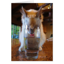 Cat Drinking a Glass of Water Cards
