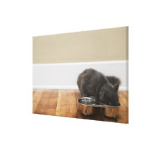 Cat eating from bowl gallery wrap canvas