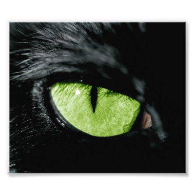 Cat eye art photo by VectorGraphics