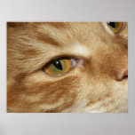 Cat eye print