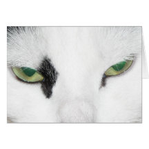 Cat Eyes Cards