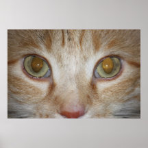 Cat Eyes Photo Print