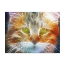 Cat Face Close up Postcard