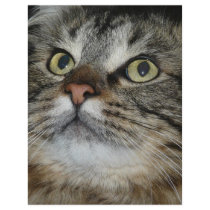 cat face flyers