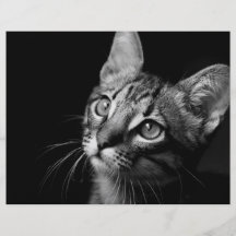 Cat Face Full Color Flyer