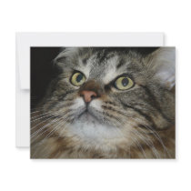 cat face personalized announcement