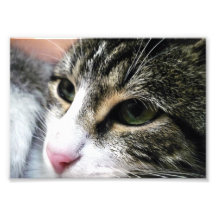Cat Face Photo
