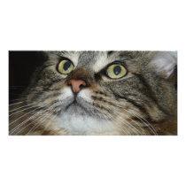 cat face photo cards
